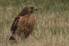 Buteo lineatus lineatus