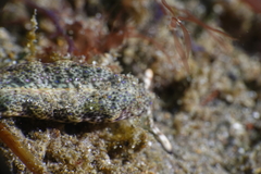 Plakobranchus ocellatus