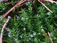 Polytrichum formosum