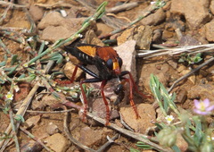 Asilus barbarus