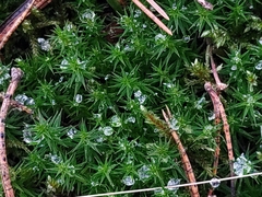 Polytrichum formosum