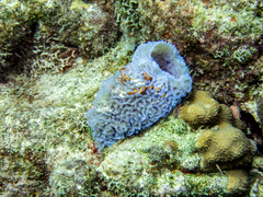 Callyspongia plicifera