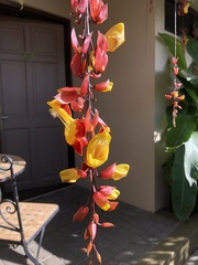 Thunbergia mysorensis