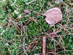 Polytrichum formosum