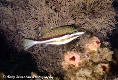 Canthigaster callisterna