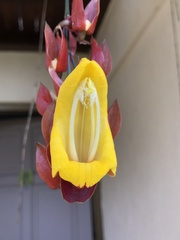 Thunbergia mysorensis