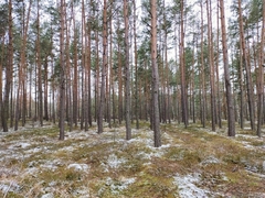 Polytrichum formosum