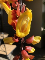 Thunbergia mysorensis