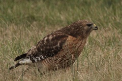 Buteo lineatus lineatus