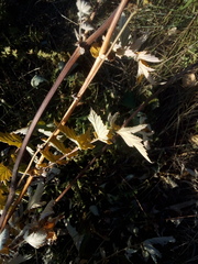 Filipendula stepposa