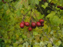 Crataegus subsphaerica