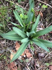 Chlorogalum pomeridianum