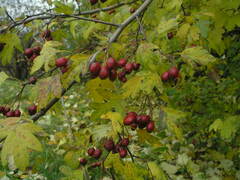 Crataegus subsphaerica