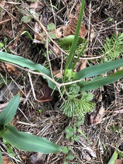 Chlorogalum pomeridianum