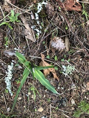 Chlorogalum pomeridianum