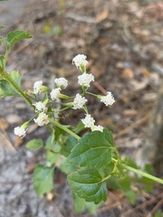 Ageratina jucunda