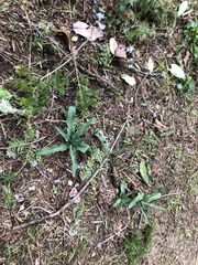 Chlorogalum pomeridianum