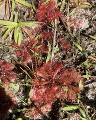 Drosera