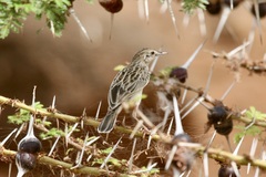 Cisticola aridulus