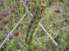 Hyles lineata