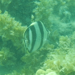 Chaetodon striatus