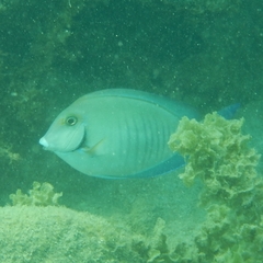 Acanthurus chirurgus