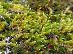 Hypnum cupressiforme lacunosum