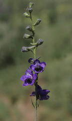 Delphinium carduchorum