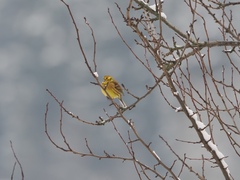 Emberiza citrinella