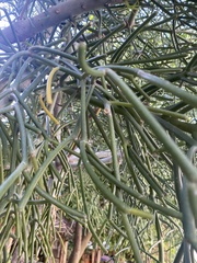 Euphorbia tirucalli