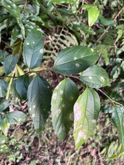 Celtis tetrandra