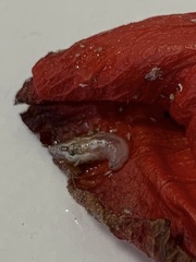 Acanthochitona hirudiniformis