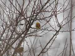 Emberiza citrinella