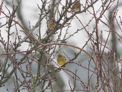 Emberiza citrinella