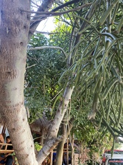 Euphorbia tirucalli
