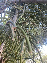 Euphorbia tirucalli