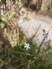 Wahlenbergia tenella