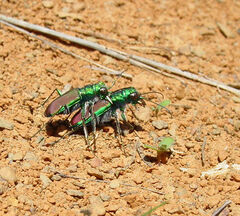 Cicindela splendida