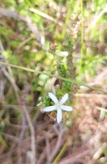 Wahlenbergia tenella