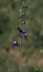 Delphinium carduchorum