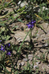 Delphinium carduchorum