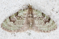 Chloroclystis v-ata