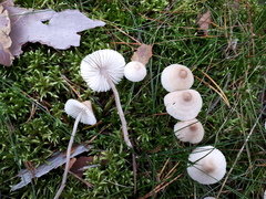 Mycena zephirus