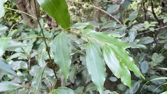 Cinnamomum osmophloeum