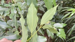 Cinnamomum osmophloeum