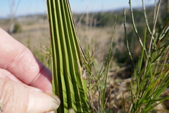 Chamaerops humilis