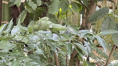 Cinnamomum osmophloeum