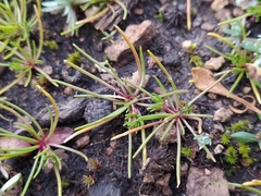 Spergula