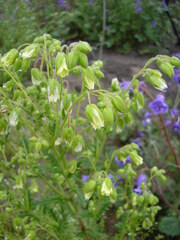 Emmenanthe penduliflora