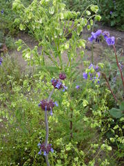Salvia columbariae